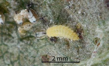 Larva of Citrus whitefly predator, Cybocephalus species 1 (Coleoptera: Cybocephalidae) on a leaf of hawthorn with ash whitefly, Siphoninus phillyreae (Hemiptera: Aleyrodidae). Creator: Nicholas A. Martin. © Plant & Food Research. [Image: 2MN2]