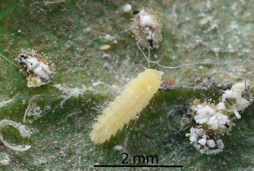 Larva of Citrus whitefly predator, Cybocephalus species 1 (Coleoptera: Cybocephalidae) on a leaf of hawthorn with ash whitefly, Siphoninus phillyreae (Hemiptera: Aleyrodidae). Creator: Nicholas A. Martin. © Plant & Food Research. [Image: 2MN3]