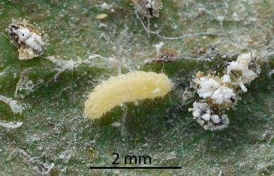 Larva of Citrus whitefly predator, Cybocephalus species 1 (Coleoptera: Cybocephalidae) on a leaf of hawthorn with ash whitefly, Siphoninus phillyreae (Hemiptera: Aleyrodidae). Creator: Nicholas A. Martin. © Plant & Food Research. [Image: 2MN4]