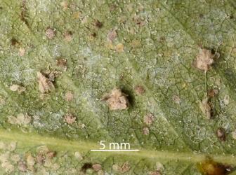 Cocoons of Citrus whitefly predator, Cybocephalus species 1 (Coleoptera: Cybocephalidae) on a leaf of Pittosporum bracteolatum with Simple whitefly, Asterochiton simplex (Hemiptera: Aleyrodidae). Creator: Nicholas A. Martin. © Plant & Food Research. [Image: 2MN7]