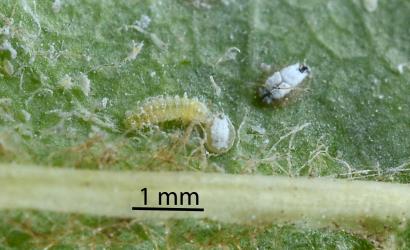 Larva of Citrus whitefly predator, Cybocephalus species 1 (Coleoptera: Cybocephalidae) on a leaf of ash, Fraxinus sp. with ash whitefly, Siphoninus phillyreae (Hemiptera: Aleyrodidae). Creator: Nicholas A. Martin. © Plant & Food Research. [Image: 2MN9]