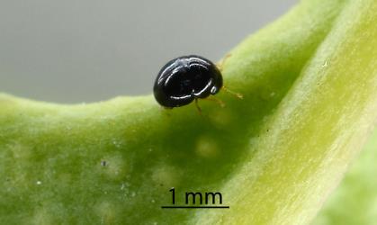 Adult female Citrus whitefly predator, Cybocephalus species 1 (Coleoptera: Cybocephalidae): note the all black head and pronotum (the first segment behind the head). Creator: Nicholas A. Martin. © Plant & Food Research. [Image: 2MNX]