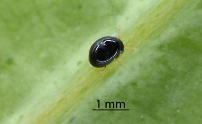 Adult female Citrus whitefly predator, Cybocephalus species 1 (Coleoptera: Cybocephalidae): note the all black head and pronotum (the first segment behind the head). Creator: Nicholas A. Martin. © Plant & Food Research. [Image: 2MNY]