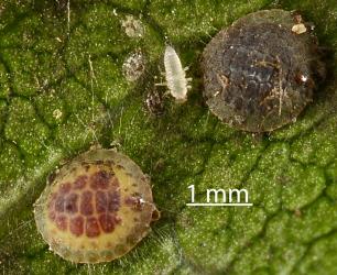 Larvae of citrus whitefly ladybird, Serangium maculigerum (Coleoptera: Coccinellidae) feeding on first instar (stage) Peppercorn scale, Epelidochiton piperis (Hemiptera: Coccidae). Creator: Nicholas A. Martin. © Plant & Food Research. [Image: 2MR9]