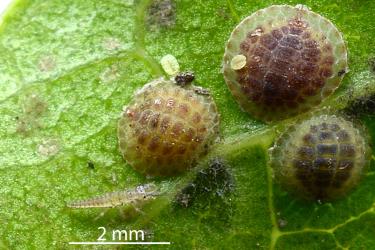 Lacewing larva (Neuroptera) feeding on first instar (stage) Peppercorn scale, Epelidochiton piperis (Hemiptera: Coccidae). Creator: Nicholas A. Martin. © Plant & Food Research. [Image: 2MRA]