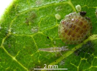 Lacewing larva (Neuroptera) feeding on first instar (stage) Peppercorn scale, Epelidochiton piperis (Hemiptera: Coccidae). Creator: Nicholas A. Martin. © Plant & Food Research. [Image: 2MRB]