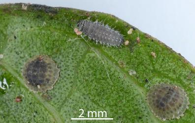 Larva of native ladybird, Rhyzobius sp. ‘Epelidochiton’ (Coleoptera: Coccinellidae) feeding on first instar (stage) Peppercorn scale, Epelidochiton piperis (Hemiptera: Coccidae). © All rights reserved. [Image: 2MRC]