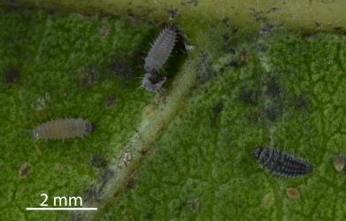 Three larvae of native ladybird, Rhyzobius sp. ‘Epelidochiton’ (Coleoptera: Coccinellidae) feeding on Peppercorn scale, Epelidochiton piperis (Hemiptera: Coccidae): one larva had just moulted. © All rights reserved. [Image: 2MRD]