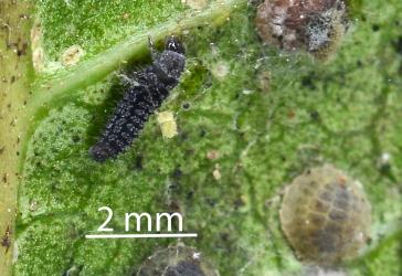 Larva of native ladybird, Rhyzobius sp. ‘Epelidochiton’ (Coleoptera: Coccinellidae) feeding on first instar (stage) Peppercorn scale, Epelidochiton piperis (Hemiptera: Coccidae). © All rights reserved. [Image: 2MRE]