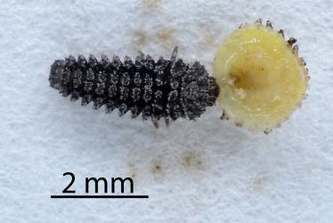 Larva of native ladybird, Rhyzobius sp. ‘Epelidochiton’ (Coleoptera: Coccinellidae) feeding on an upturned adult female Peppercorn scale, Epelidochiton piperis (Hemiptera: Coccidae). © All rights reserved. [Image: 2MRF]