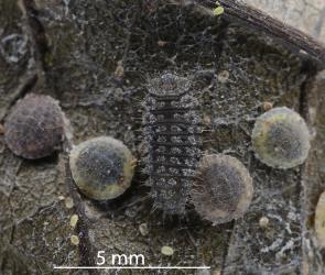 Larva of native ladybird, Rhyzobius sp. ‘Epelidochiton’ (Coleoptera: Coccinellidae) feeding on first instar (stage) Peppercorn scale, Epelidochiton piperis (Hemiptera: Coccidae). © All rights reserved. [Image: 2MRG]