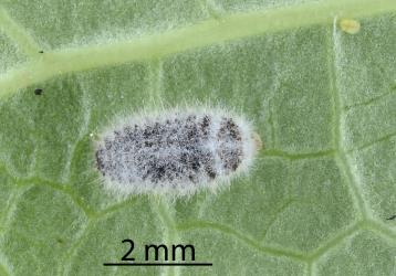 Prepupal larva of native ladybird, Rhyzobius sp. ‘Epelidochiton’ (Coleoptera: Coccinellidae) that had been feeding on female Peppercorn scale, Epelidochiton piperis (Hemiptera: Coccidae). © All rights reserved. [Image: 2MRH]