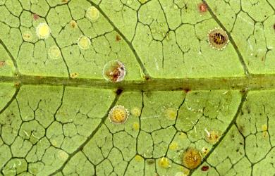 Peppercorn scale, Epelidochiton piperis (Hemiptera: Coccidae), on underside of a leaf of Glossy karamu, Coprosma robusta (Rubiaceae). Creator: Nicholas A. Martin. © Plant & Food Research. [Image: 2MRI]