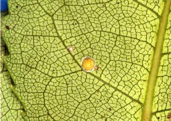 Peppercorn scale, Epelidochiton piperis (Hemiptera: Coccidae), on underside of a leaf of Lacebark, Hoheria populnea (Malvaceae). Creator: Nicholas A. Martin. © Plant & Food Research. [Image: 2MRJ]