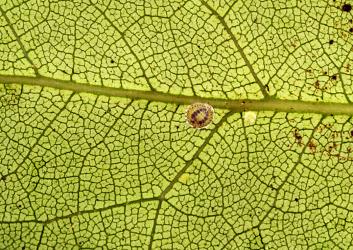 Peppercorn scale, Epelidochiton piperis (Hemiptera: Coccidae), on underside of a leaf of Lacebark, Hoheria populnea (Malvaceae). Creator: Nicholas A. Martin. © Plant & Food Research. [Image: 2MRK]