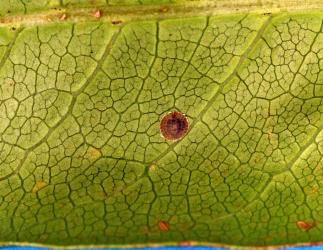 Peppercorn scale, Epelidochiton piperis (Hemiptera: Coccidae), on underside of a leaf of Karaka, Corynocarpus laevigatus (Corynocarpaceae). Creator: Nicholas A. Martin. © Plant & Food Research. [Image: 2MRL]