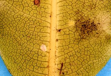 Peppercorn scale, Epelidochiton piperis (Hemiptera: Coccidae), on underside of a leaf of Lemonwood, Pittosporum eugenioides (Pittosporaceae). Creator: Nicholas A. Martin. © Plant & Food Research. [Image: 2MRM]