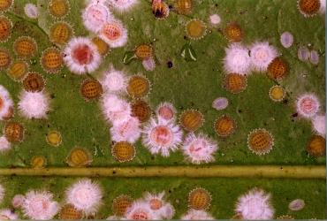 Peppercorn scale, Epelidochiton piperis (Hemiptera: Coccidae), on underside of a leaf of Karaka, Corynocarpus laevigatus (Corynocarpaceae) killed by a white fungus. Creator: Nicholas A. Martin. © Plant & Food Research. [Image: 2MRN]