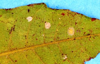 Peppercorn scale, Epelidochiton piperis (Hemiptera: Coccidae), on underside of a leaf of Titoki, Alectryon excelsus (Sapindaceae). Creator: Nicholas A. Martin. © Plant & Food Research. [Image: 2MRP]