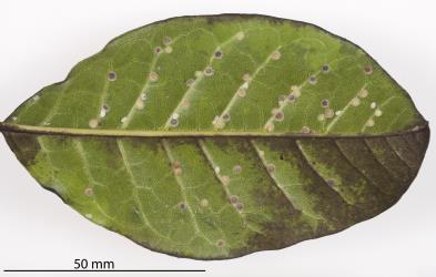 Peppercorn scale, Epelidochiton piperis (Hemiptera: Coccidae), on underside of a leaflet of Puriri, Vitex lucens (Labiatae). Creator: Nicholas A. Martin. © Plant & Food Research. [Image: 2MRQ]