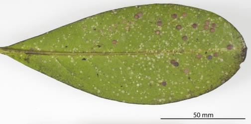 Peppercorn scale, Epelidochiton piperis (Hemiptera: Coccidae), on underside of a leaf of Karaka, Corynocarpus laevigatus (Corynocarpaceae). Creator: Tim Holmes. © Plant & Food Research. [Image: 2MRR]