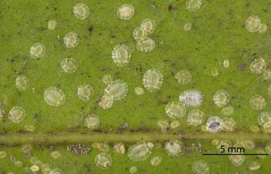 Peppercorn scale, Epelidochiton piperis (Hemiptera: Coccidae), on underside of a leaf of Karaka, Corynocarpus laevigatus (Corynocarpaceae). Creator: Tim Holmes. © Plant & Food Research. [Image: 2MRT]