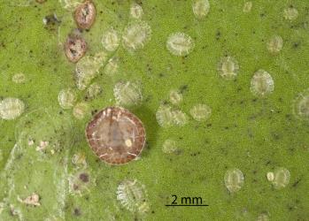 Nymphs and an upturned adult female Peppercorn scale, Epelidochiton piperis (Hemiptera: Coccidae), on underside of a leaf of Karaka, Corynocarpus laevigatus (Corynocarpaceae): note the crawler (first instar nymph) on the females body. Creator: Tim Holmes. © Plant & Food Research. [Image: 2MRU]