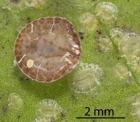 Underside of an adult female Peppercorn scale, Epelidochiton piperis (Hemiptera: Coccidae), on underside of a leaf of Karaka, Corynocarpus laevigatus (Corynocarpaceae): note the crawler (first instar nymph) on the body by the brood chamber. Creator: Tim Holmes. © Plant & Food Research. [Image: 2MRV]