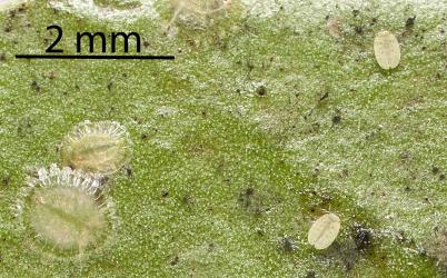 Nymphs of Peppercorn scale, Epelidochiton piperis (Hemiptera: Coccidae), on underside of a leaf of Karaka, Corynocarpus laevigatus (Corynocarpaceae): note the crawler (first instar nymph) and a round female nymph present. Creator: Tim Holmes. © Plant & Food Research. [Image: 2MRW]