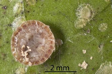 Underside of an adult female Peppercorn scale, Epelidochiton piperis (Hemiptera: Coccidae), on underside of a leaf of Karaka, Corynocarpus laevigatus (Corynocarpaceae): note the egg shells on the body by the brood chamber. Creator: Tim Holmes. © Plant & Food Research. [Image: 2MRX]