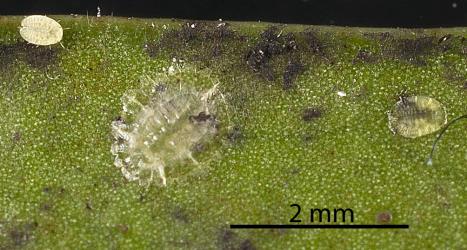 Three sizes of nymphs of Peppercorn scale, Epelidochiton piperis (Hemiptera: Coccidae), on underside of a leaf of Karaka, Corynocarpus laevigatus (Corynocarpaceae): note the crawler (first instar nymph). Creator: Nicholas A. Martin. © Plant & Food Research. [Image: 2MRY]