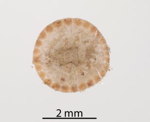 Underside of an adult female Peppercorn scale, Epelidochiton piperis (Hemiptera: Coccidae). Creator: Tim Holmes. © Plant & Food Research. [Image: 2MRZ]