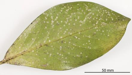 Peppercorn scale, Epelidochiton piperis (Hemiptera: Coccidae), on underside of a leaf of Karaka, Corynocarpus laevigatus (Corynocarpaceae). Creator: Tim Holmes. © Plant & Food Research. [Image: 2MS0]