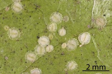 Young adult females and nymphs of Peppercorn scale, Epelidochiton piperis (Hemiptera: Coccidae), on underside of a leaf of Karaka, Corynocarpus laevigatus (Corynocarpaceae). Creator: Tim Holmes. © Plant & Food Research. [Image: 2MS1]