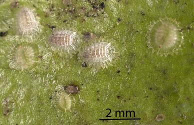 Peppercorn scale, Epelidochiton piperis (Hemiptera: Coccidae), on underside of a leaf of Karaka, Corynocarpus laevigatus (Corynocarpaceae): note the male scale with upwardly flexing section of the test at the rear end. Creator: Tim Holmes. © Plant & Food Research. [Image: 2MS2]