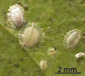 Peppercorn scale, Epelidochiton piperis (Hemiptera: Coccidae), on underside of a leaf of Karaka, Corynocarpus laevigatus (Corynocarpaceae): note the circular female scale, 2 male scales and two younger nymphs. Creator: Tim Holmes. © Plant & Food Research. [Image: 2MS3]