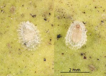 Male Peppercorn scale, Epelidochiton piperis (Hemiptera: Coccidae), on underside of a leaf of Karaka, Corynocarpus laevigatus (Corynocarpaceae): note the pupa under the test (scale cover) (left) and the pupa in the upturned test (right). Creator: Tim Holmes. © Plant & Food Research. [Image: 2MS4]