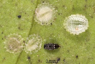 Black pupa of a parasitic wasp (Hymenoptera) from under a male cover of a Peppercorn scale, Epelidochiton piperis (Hemiptera: Coccidae). Creator: Tim Holmes. © Plant & Food Research. [Image: 2MS5]