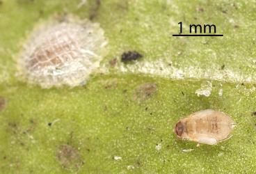 Male Peppercorn scale, Epelidochiton piperis (Hemiptera: Coccidae), on underside of a leaf of Karaka, Corynocarpus laevigatus (Corynocarpaceae): note the pupa removed from the scale cover (right). Creator: Tim Holmes. © Plant & Food Research. [Image: 2MS6]