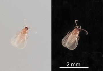 Two images of an adult male Peppercorn scale, Epelidochiton piperis (Hemiptera: Coccidae). Creator: Tim Holmes. © Plant & Food Research. [Image: 2MS7]