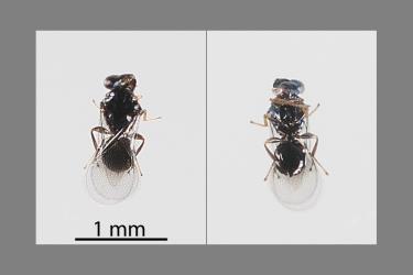 Two images of a parasitic wasp (Hymenoptera) from a male Peppercorn scale, Epelidochiton piperis (Hemiptera: Coccidae): upper side (left) underside (right). Creator: Tim Holmes. © Plant & Food Research. [Image: 2MS8]