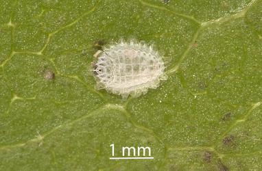 Male Peppercorn scale, Epelidochiton piperis (Hemiptera: Coccidae). The empty teste (scale cover) has upwardly flexing section at the posterior end of the test (left). Creator: Tim Holmes. © Plant & Food Research. [Image: 2MS9]