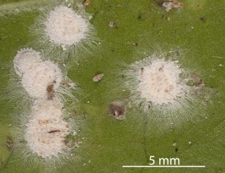 Peppercorn scale, Epelidochiton piperis (Hemiptera: Coccidae), on underside of a leaf of Karaka, Corynocarpus laevigatus (Corynocarpaceae) killed by a white fungus. Creator: Tim Holmes. © Plant & Food Research. [Image: 2MSA]