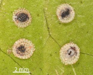 Two female Peppercorn scales, Epelidochiton piperis (Hemiptera: Coccidae), right way up (left) and turned over (right) to show larva of a parasitic wasp (Hymenoptera). Creator: Tim Holmes. © Plant & Food Research. [Image: 2MSC]