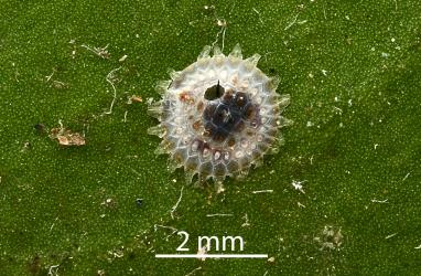 Female Peppercorn scale, Epelidochiton piperis (Hemiptera: Coccidae), exit hole made by an adult parasitic wasp (Hymenoptera). Creator: Nicholas A. Martin. © Plant & Food Research. [Image: 2MSE]