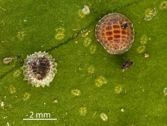 Nymphs and two adult female Peppercorn scale, Epelidochiton piperis (Hemiptera: Coccidae), on underside of a leaf of Karaka, Corynocarpus laevigatus (Corynocarpaceae): note the dark adult female is parasitised. Creator: Nicholas A. Martin. © Plant & Food Research. [Image: 2MSF]