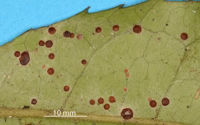 Peppercorn scale, Epelidochiton piperis (Hemiptera: Coccidae), killed by the brown fungus, Tompetchia webberi (Fungi: Ascomycota) on underside of a leaf of Pigeonwood, Hedycarya arborea (Monimiaceae). Creator: Nicholas A. Martin. © Plant & Food Research. [Image: 2MSG]