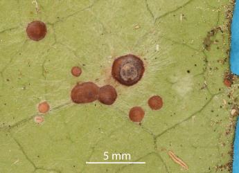 Peppercorn scale, Epelidochiton piperis (Hemiptera: Coccidae), killed by the brown fungus, Tompetchia webberi (Fungi: Ascomycota) on underside of leaves of Pigeonwood, Hedycarya arborea (Monimiaceae). Creator: Nicholas A. Martin. © Plant & Food Research. [Image: 2MSH]