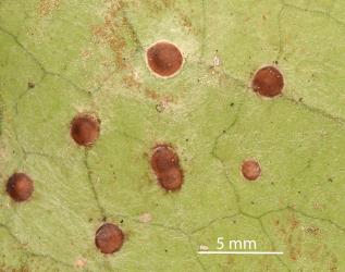 Peppercorn scale, Epelidochiton piperis (Hemiptera: Coccidae), killed by the brown fungus, Tompetchia webberi (Fungi: Ascomycota) on underside of leaves of Pigeonwood, Hedycarya arborea (Monimiaceae). Creator: Nicholas A. Martin. © Plant & Food Research. [Image: 2MSI]