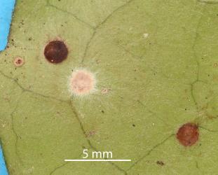 Peppercorn scale, Epelidochiton piperis (Hemiptera: Coccidae), killed by the brown fungus, Tompetchia webberi (Fungi: Ascomycota) on underside of a leaf of Pigeonwood, Hedycarya arborea (Monimiaceae). Creator: Nicholas A. Martin. © Plant & Food Research. [Image: 2MSJ]